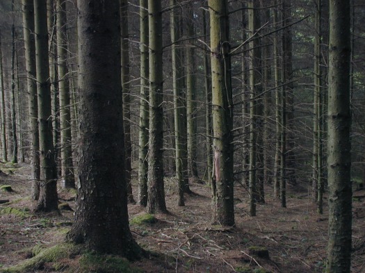 inside-pine-forest